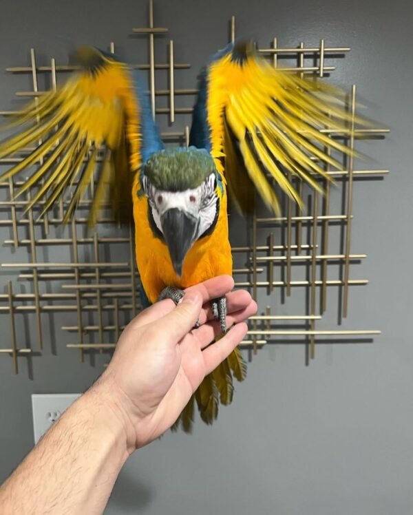 Blue and Gold Macaw for Sale | MALE Blue and Gold Macaw for Sale | MALE