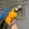 Blue and Gold Macaw for Sale | MALE Blue and Gold Macaw for Sale | MALE