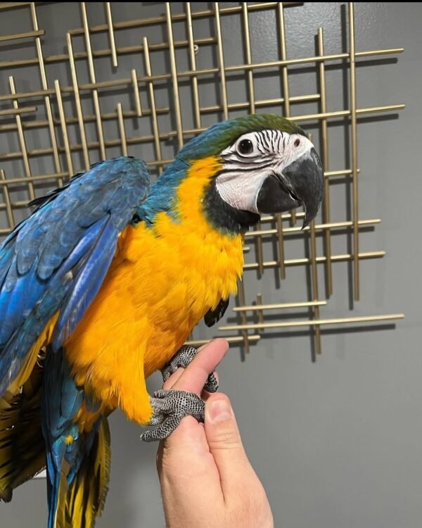 Blue and Gold Macaw for Sale | MALE Blue and Gold Macaw for Sale | MALE