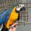 Blue and Gold Macaw for Sale | MALE Blue and Gold Macaw for Sale | MALE