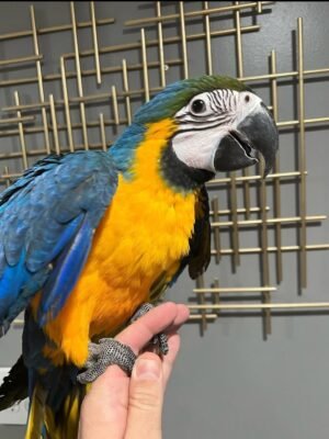 Blue and Gold Macaw for Sale | MALE