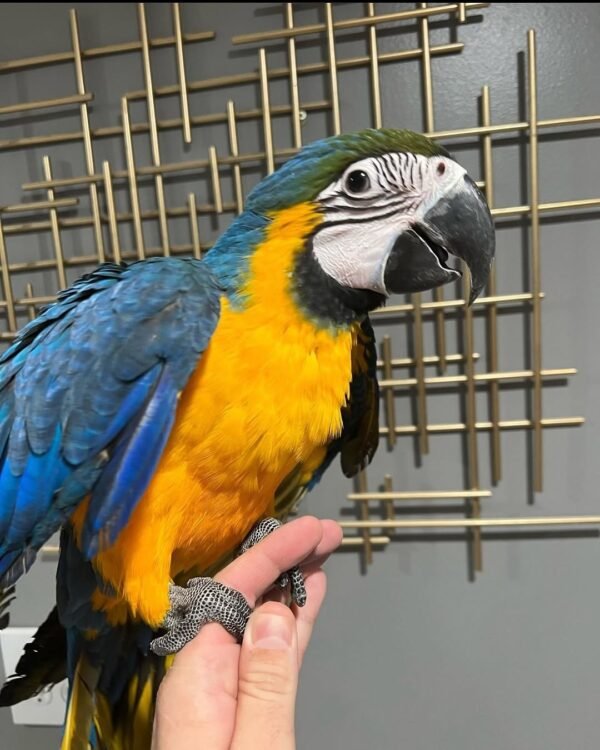 Blue and Gold Macaw for Sale | MALE Blue and Gold Macaw for Sale | MALE