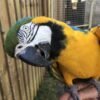Blue and Yellow Macaw Parrots for Sale