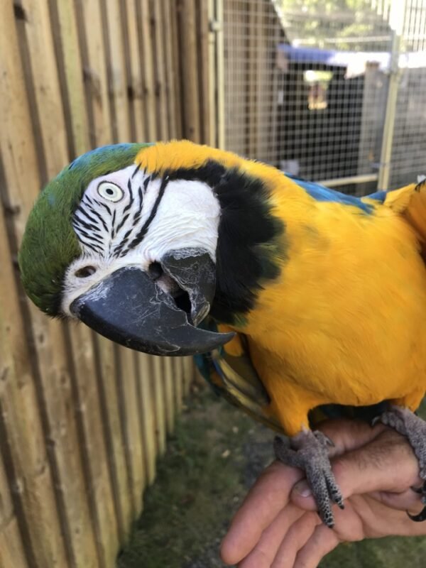 Blue and Yellow Macaw Parrots for Sale