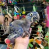 Baby Hyacinth Macaw | Female Baby Hyacinth Macaw | Female