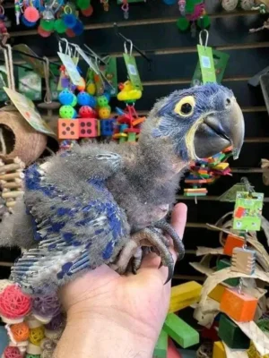 Baby Hyacinth Macaw | Female