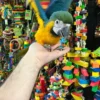 SaveClip.App_654018901_18176262109390691_4435297900174633812_n Blue and Gold Macaw for Sale | Female