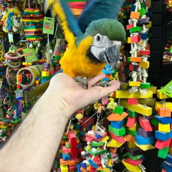 SaveClip.App_654018901_18176262109390691_4435297900174633812_n Blue and Gold Macaw for Sale | Female