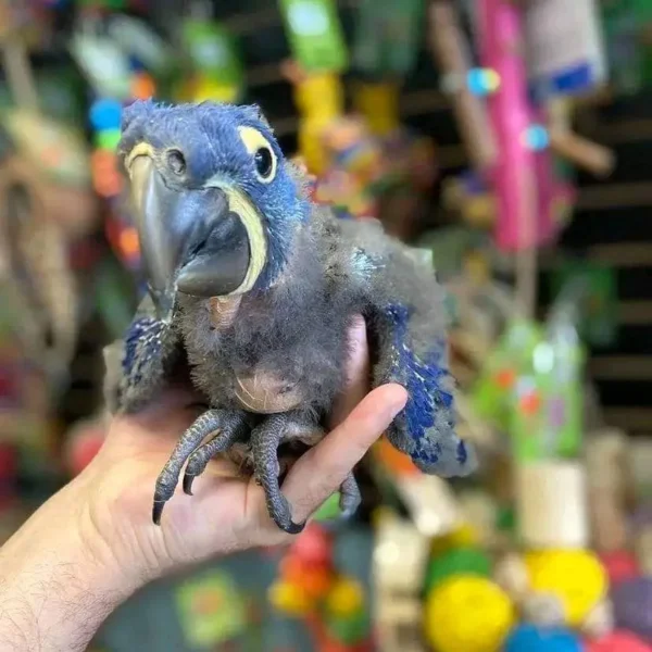 SaveClip.App_654434267_18021625340811138_5603667571802112046_n Baby Hyacinth Macaw | Male/Female