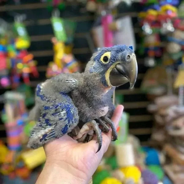 Baby Hyacinth Macaw | Female Baby Hyacinth Macaw | Female