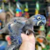 Baby Hyacinth Macaw | Female Baby Hyacinth Macaw | Female