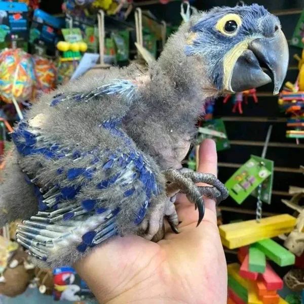 Baby Hyacinth Macaw | Female Baby Hyacinth Macaw | Female