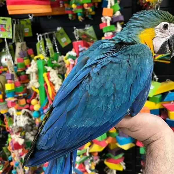 Blue and Gold Macaw Blue and Gold Macaw