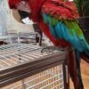 Greenwing Macaws for Sale