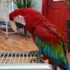 Greenwing Macaws for Sale