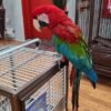 Greenwing Macaws for Sale