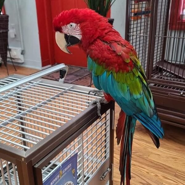 Greenwing Macaws for Sale