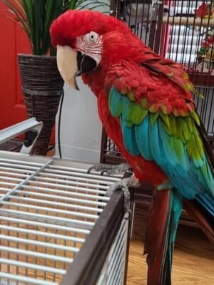 Greenwing Macaws for Sale