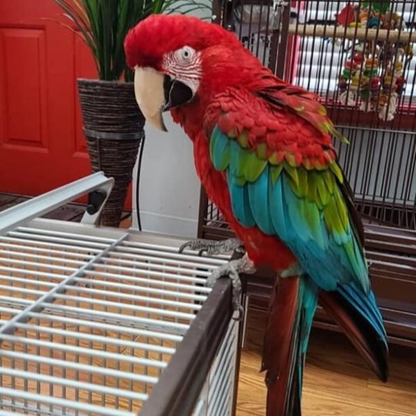 Greenwing Macaws for Sale