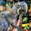 Baby Hyacinth Macaw | Female Baby Hyacinth Macaw | Female