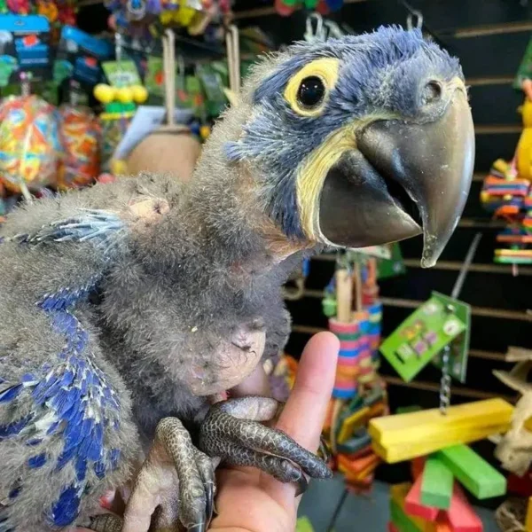 Baby Hyacinth Macaw | Female Baby Hyacinth Macaw | Female