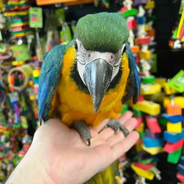 Blue and Gold Macaw Blue and Gold Macaw