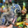 Baby Hyacinth Macaw | Female Baby Hyacinth Macaw | Female