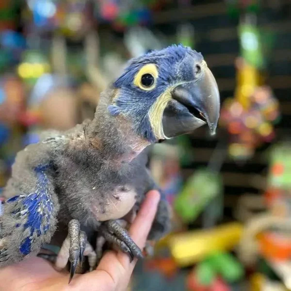 Baby Hyacinth Macaw | Female Baby Hyacinth Macaw | Female