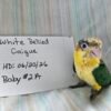 White Bellied Caiques