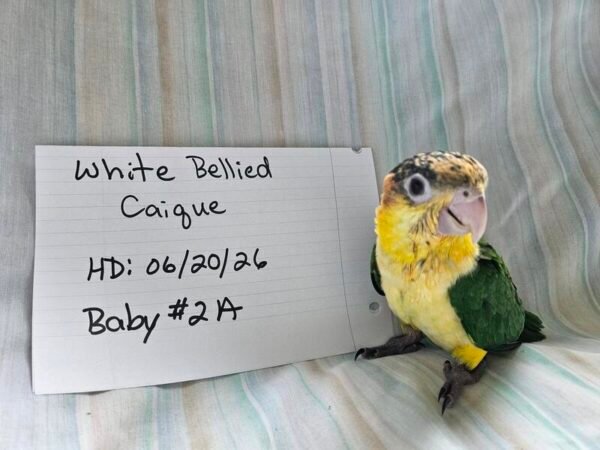 White Bellied Caiques