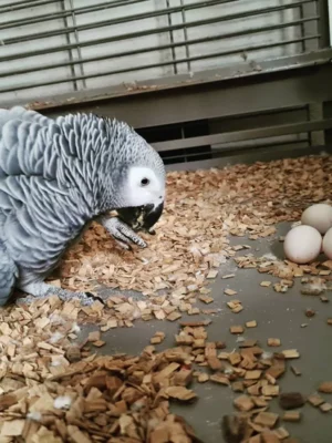 Timneh African Grey Eggs For Sale