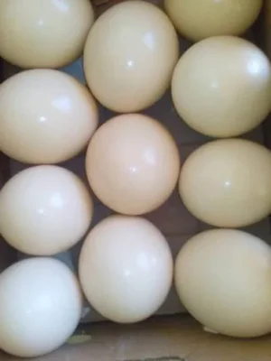 Umbrella-Cockatoo-Parrot-Eggs-For-Sale