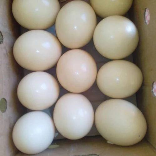 Umbrella-Cockatoo-Parrot-Eggs-For-Sale
