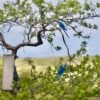 Spix’s Macaw parrots