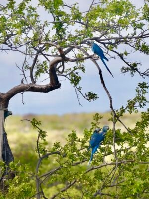 Spix’s Macaw parrots