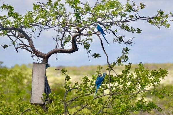 Spix’s Macaw parrots