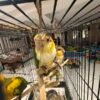 Caique Baby Parrots
