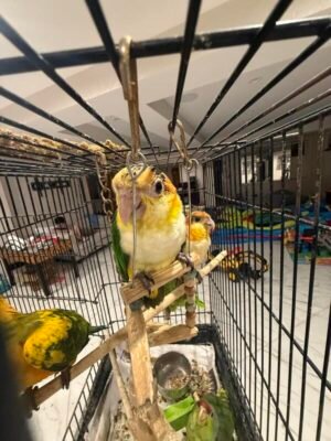 Caique Baby Parrots