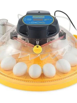 Macaw Parrot Eggs for Sale