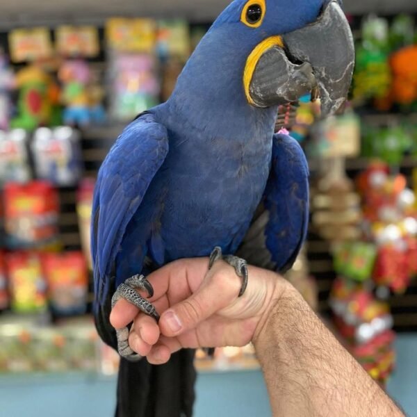 Hyacinth Macaw for Sale