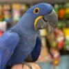 Hyacinth Macaw for Sale