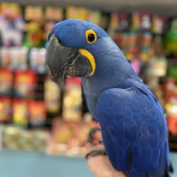 Hyacinth Macaw for Sale