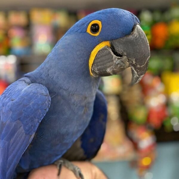 Hyacinth Macaw for Sale