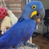 Hyacinth Macaw for Sale