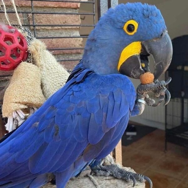 Hyacinth Macaw for Sale