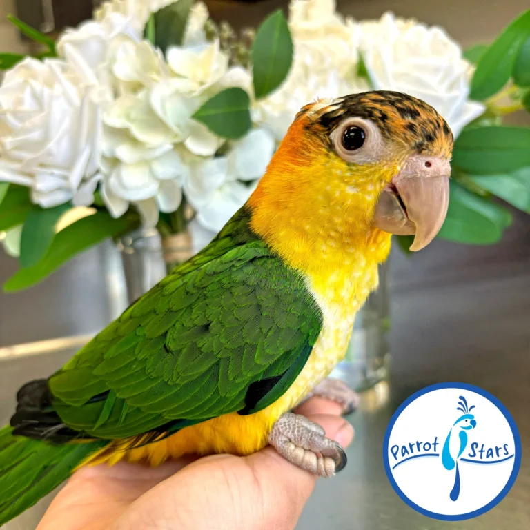 # Discover the beautiful **White Bellied Caique**, a colorful, energetic, and highly engaging companion parrot known for its playful personality and distinctive appearance. If you are searching for **White Bellied Caique parrots for sale**, learning about the species' personality, care requirements, diet, housing, and social needs is an important first step before choosing a companion bird. White Bellied Caiques are active parrots that enjoy exploring their surroundings, interacting with their caregivers, and playing with appropriately sized toys. Their lively behavior and curious nature make them a popular choice among experienced parrot enthusiasts. ## About White Bellied Caique Parrots The **White Bellied Caique** is a small-to-medium-sized parrot recognized for its predominantly white chest and belly, colorful head, green wings, and vibrant appearance. Caiques are often admired for their energetic personalities and entertaining behavior. Although they are smaller than large macaws and cockatoos, White Bellied Caiques still require dedicated daily care, enrichment, social interaction, and a safe environment. When choosing a White Bellied Caique, prospective owners should consider the individual bird's age, temperament, socialization, diet, health history, and previous environment. ## White Bellied Caique Personality One of the most appealing characteristics of the White Bellied Caique is its playful personality. These birds can be curious, energetic, and highly interactive. A well-socialized Caique may enjoy spending time with its caregiver, exploring safe areas, learning positive-reinforcement behaviors, and playing with toys. Every parrot has its own personality, however, so prospective owners should avoid assuming that every Caique will behave exactly the same way. Early socialization, environment, training, and individual temperament can all influence behavior. ## White Bellied Caique Care Responsible ownership begins with providing an environment designed around the bird's physical and behavioral needs. A White Bellied Caique should have: * A secure and appropriately sized cage or enclosure * Safe perches of suitable sizes * A variety of bird-safe toys * Regular opportunities for supervised exercise * Daily social interaction * Mental stimulation and foraging activities * Fresh, clean drinking water * A balanced diet * Access to qualified avian veterinary care Because Caiques are active birds, enrichment is particularly important. Rotating safe toys and providing opportunities to forage, climb, chew, and explore can help keep them mentally stimulated. ## White Bellied Caique Diet A balanced diet is an important part of maintaining a healthy companion parrot. A suitable feeding program should be developed with guidance from an avian veterinarian or qualified avian nutrition professional. Depending on the individual bird, an appropriate formulated parrot diet can be supplemented with carefully selected fresh foods. Fresh water should always be available and food containers should be kept clean. Avoid making sudden dietary changes. When introducing a new food, monitor the bird carefully and follow professional veterinary guidance when necessary. ## Housing for a White Bellied Caique White Bellied Caiques are active and curious, so their housing should provide enough room for comfortable movement, climbing, playing, and stretching their wings. The enclosure should be positioned in a safe part of the home away from hazards such as toxic fumes, smoke, extreme temperatures, and other household dangers. Caiques should also receive supervised out-of-cage time when the surrounding area has been properly bird-proofed. ## Training and Socialization Positive reinforcement is an effective approach for building trust and teaching appropriate behaviors. A White Bellied Caique can benefit from consistent routines and gentle training sessions. Training can include behaviors such as stepping onto a hand or perch, returning to its enclosure, accepting handling appropriately, and responding to simple cues. Socialization should be gradual and respectful. A bird should never be forced into interaction when it is frightened or uncomfortable. ## Is a White Bellied Caique Right for You? Before purchasing or adopting a **White Bellied Caique**, consider whether your lifestyle is suitable for an active companion parrot. Ask yourself: * Can I provide daily interaction and enrichment? * Do I have enough space for an appropriate enclosure? * Can I provide a nutritious diet? * Am I prepared for normal parrot vocalizations? * Can I provide regular veterinary care? * Do I have time for training and socialization? * Am I prepared for a long-term commitment? Choosing a parrot should be based on the ability to provide responsible care rather than appearance alone. ## White Bellied Caique Parrots for Sale If you are looking for **White Bellied Caique parrots for sale**, take time to learn about the individual bird before making a decision. Ask for relevant information about its age, diet, health records, socialization, temperament, and current care routine. If a bird is described as hand-raised, hand-fed, tame, DNA-sexed, health-checked, or otherwise specially cared for, prospective owners should request appropriate documentation or details supporting those claims. A responsible placement should prioritize the bird's health, safety, and long-term welfare. ## Why Choose a White Bellied Caique? White Bellied Caiques are admired for their colorful appearance, playful behavior, curiosity, and interactive nature. Their smaller size can make them appealing to people who are interested in an energetic companion parrot without the physical size of a large macaw. However, their activity level means they still need substantial attention and enrichment. For the right owner, a well-socialized White Bellied Caique can become an engaging and entertaining companion. ## Explore More Parrot Breeds If you are researching **White Bellied Caique parrots for sale**, you may also want to explore other parrot species. Depending on your experience and lifestyle, you can learn more about **African Grey Parrots, Amazon Parrots, Macaws, Hyacinth Macaws, Scarlet Macaws, Cockatoos, Conures, Pionus Parrots, Ringneck Parrots, Rainbow Lorikeets, and other exotic birds**. Comparing species before choosing a companion bird can help you understand differences in personality, size, noise level, diet, housing, and care requirements. ## Frequently Asked Questions ### What is a White Bellied Caique? The White Bellied Caique is a colorful companion parrot known for its white underparts, green wings, colorful head, energetic behavior, and playful personality. ### Are White Bellied Caiques good companion parrots? They can be excellent companions for owners who understand their active nature and can provide appropriate social interaction, enrichment, housing, nutrition, and veterinary care. ### What do White Bellied Caiques eat? Their diet should be balanced and appropriate for parrots. An avian veterinarian or qualified avian nutrition professional can help establish an appropriate feeding plan for an individual bird. ### Are White Bellied Caiques noisy? Caiques can vocalize and make a variety of sounds. Prospective owners should consider normal parrot vocalization when deciding whether the species fits their household. ### Do Caiques need toys? Yes. Caiques are active and curious birds that benefit from safe toys and enrichment activities involving exploration, chewing, climbing, and foraging. ### Where can I find White Bellied Caique parrots for sale? When looking for a White Bellied Caique, research the seller or adoption organization carefully and ask for information about the individual bird's health, age, background, diet, socialization, and documentation. ## SEO Keywords **Primary keyword:** White Bellied Caique Parrots for Sale **Secondary keywords:** White Bellied Caique for Sale, White Bellied Caique Parrot, White Bellied Caique Birds, White Bellied Caique Baby, Baby White Bellied Caique, Caique Parrots for Sale, Caique Parrot for Sale, White Bellied Caique Adoption, White Bellied Caique Care, White Bellied Caique Diet, White Bellied Caique Personality, Hand Raised Caique, Hand Fed Caique, Pet Caique Parrot, Exotic Parrots for Sale, Companion Parrots, Parrots for Sale **Suggested URL slug:** `/white-bellied-caique-parrots-for-sale/`
