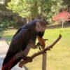Congo African Grey Parrot-(Agata)