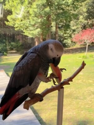 Congo African Grey Parrot-(Agata)