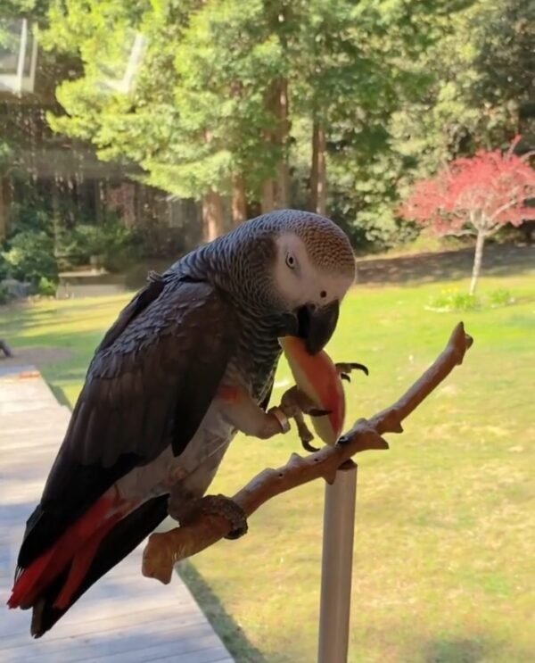 Congo African Grey Parrot-(Agata)