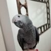 Male African Grey Parrots
